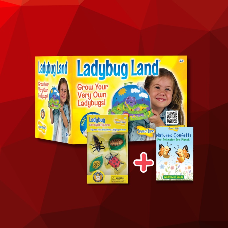 Ladybug Land With Voucher + Free Gifts