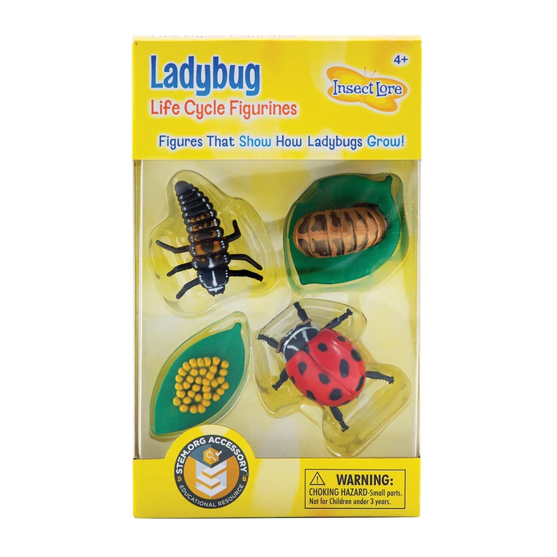 Insect Lore Ladybug Life Cycle – 4 PC Insect Figure Shows Life Of Lady Bug