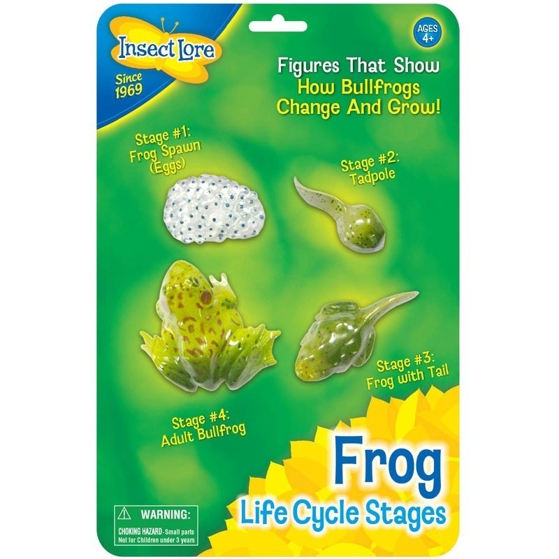 Life Cycle Stages – Frog
