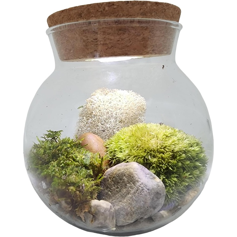 Create Your Serene Moss Sanctuary with The Unique Gardener Moss Bowl Terrarium Kit with LED Light