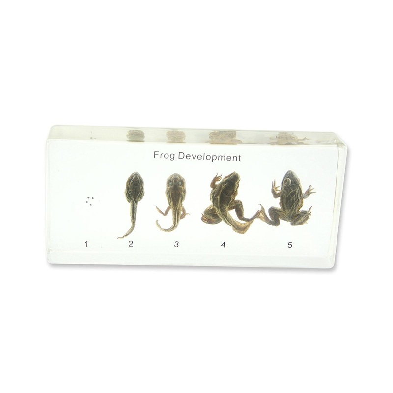 Real Life Science Specimens – Frog Life Cycle