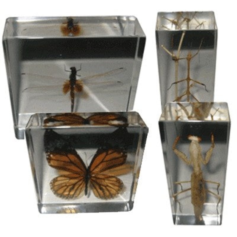 Real Life Science Specimens – Stick Insect